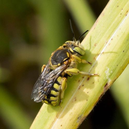Réf. 308 616 : Anthidium sp.